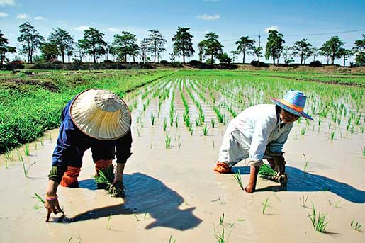 โครงการเกษตรอินทรีย์สนามบินสุโขทัย 